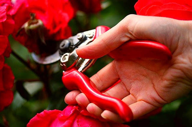 Как ухаживать за розами: практические рекомендации