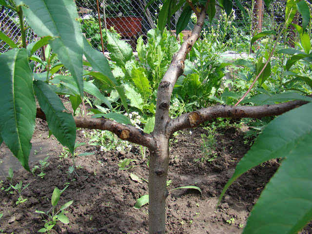 При виноградной форме кроны персика скелетные ветви расположены практически горизонтально и в одной плоскости