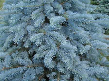 Правильный уход за голубой елью поможет вырастить красивое декоративное деревце на даче