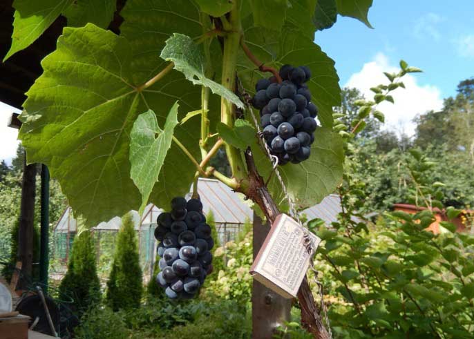 Вегетационный период винограда «Вэлиант» может варьироваться от 130 до 138 дней
