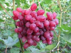 Виноград «Велес» раннего сорта созревания