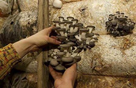 Так происходит сбор урожая грибов вешенок