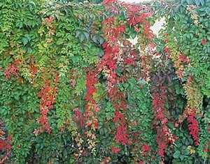Виноградовник (AMPELOPSIS) – очень красивое вьющееся растение с мелкими несъедобными ягодами