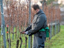 Обрезка винограда осуществляется ранней весной или поздней осенью