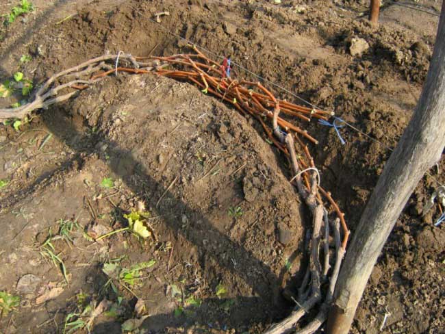 После обработки виноградника от вредителей и болезней проводится подготовка растения к укрытию