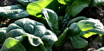 Выращивание шпината на даче: полезный продукт для собственного потребления