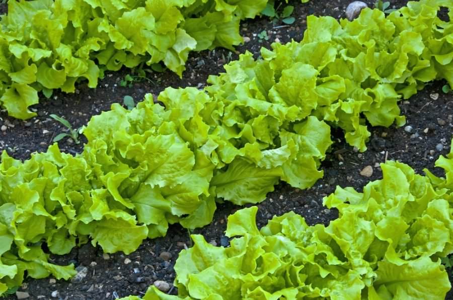 Выращивание салата: способы и особенности агротехники