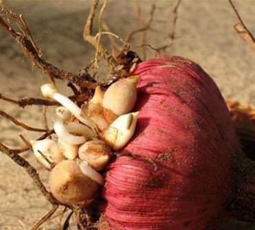 Сажать гладиолусы на зиму можно, но только если ваш участок находится в южных регионах России