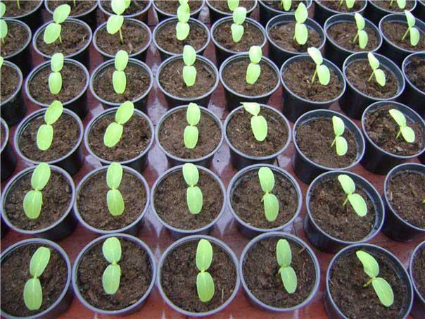 Выращивание огурцов на балконе: выбор сорта, подготовка почвы и семян, выращивание рассады, правила ухода, способы защиты от вредителей