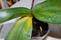 Болезни орхидей Фаленопсис немногочисленны
