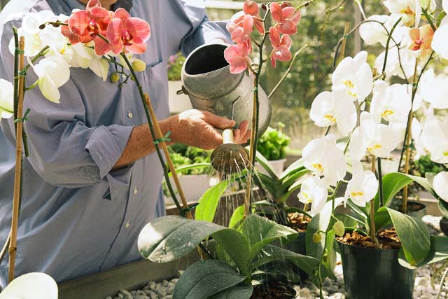После того как орхидея начала цвести, поливать ее рекомендовано из лейки, иначе корни начнут менять расположение и Фаленопсис может сбросить цветки
