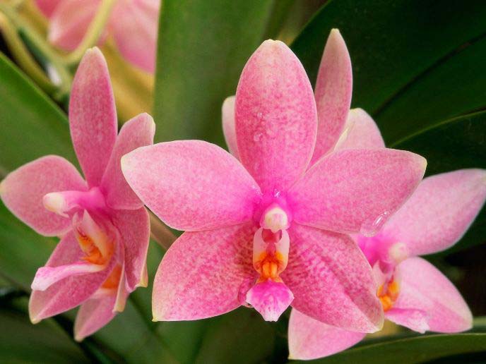 Выбираем удобрение для комнатных орхидей