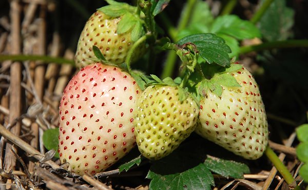 Земляника «Белый швед» имеет крупные ягоды с привкусом шелковицы и ананаса