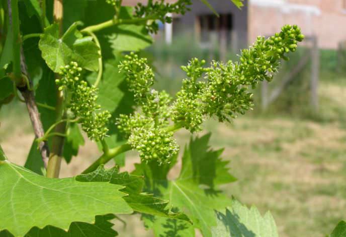Виноград «Преображение» имеет обоеполые цветки, что позволяет рассчитывать на высокую самоопыляемость