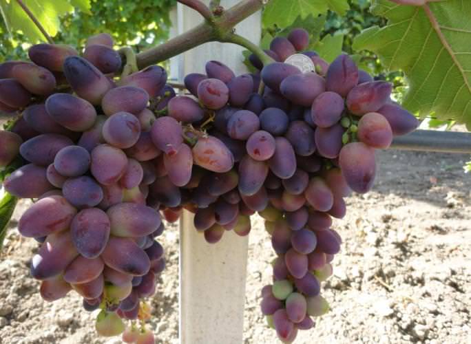 Виноград «Красотка» характеризуется возможностью получения очень раннего урожая