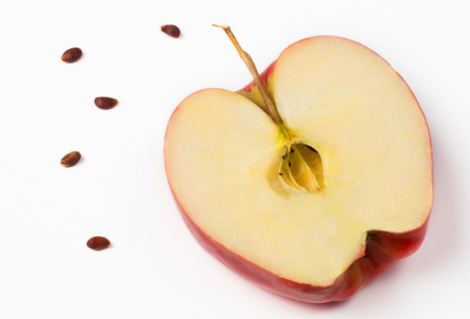 Плоды яблони «Рихард» содержат достаточное количество витамина С и антиоксидантов