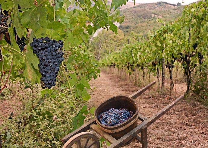 Урожайность сорта «Памяти Домбковской» выше и устойчивее других местных разновидностей винограда