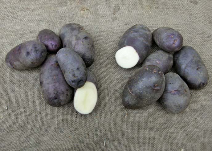Собранный урожай картофеля «Черный принц» хранится без потери товарности и качества вплоть до весенних посевных работ