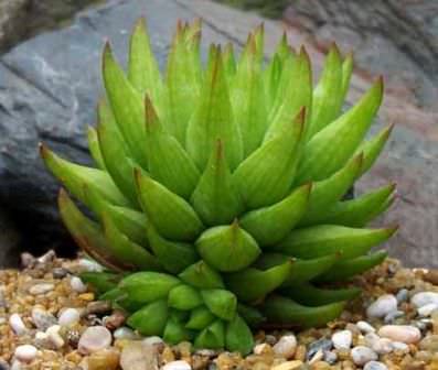 Хавортия является многолетним растением-суккулентом, имеющим непритязательный внешний вид