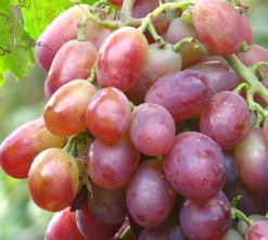 Виноград «Ризамат» является столово-изюмным ранним сортом