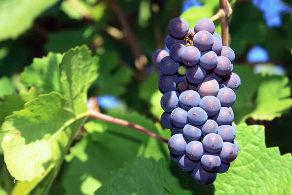 «Пино Фран» относится к виноградам раннего срока созревания