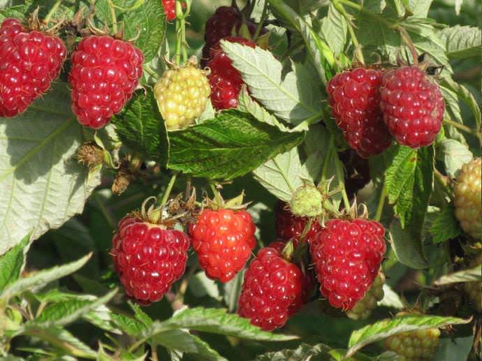 При соблюдении агротехники малина будет радовать дачников большими урожаями ароматных ягод