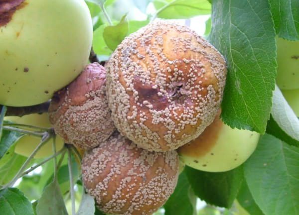 Яблоня подвержена такому заболеванию, как плодовая гниль
