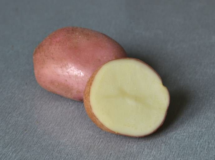 Картофель «Романо» заслуженно имеет положительные отзывы и пользуется большой популярностью