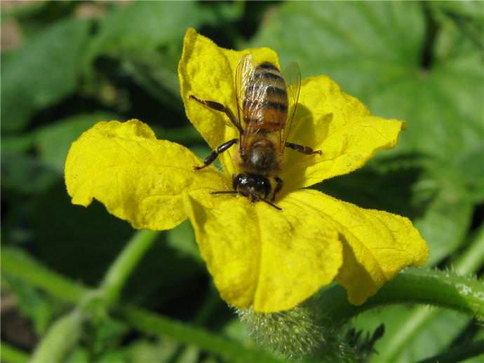 Высокоурожайный сорт «Парижский корнишон» относится к пчелоопыляемым, среднеспелым огурцам