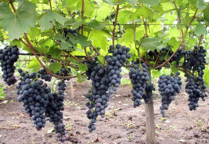 Виноград «Страшенский» характеризуется сильной рослостью и требует фиксации на опоре
