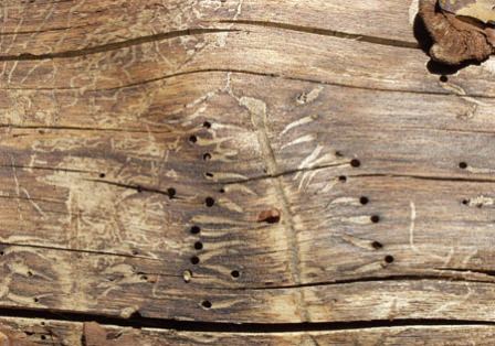 Защита древесины на дачном участке: виды защиты и основные требования
