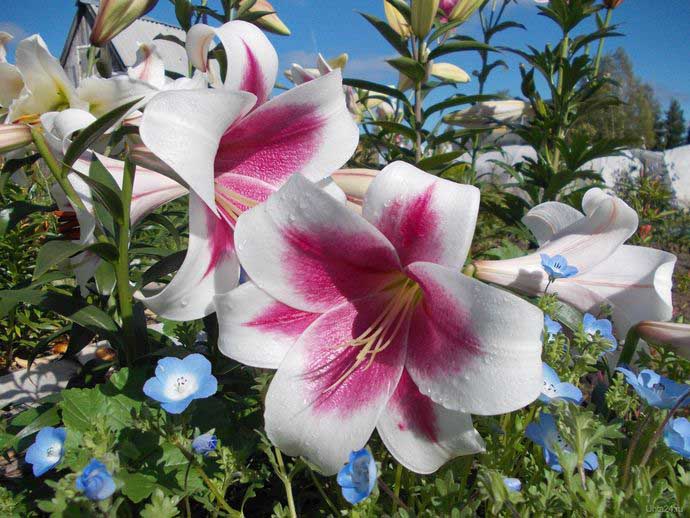 Цветет лилия «Триумфатор» в июле-августе, период цветения составляет до 3 недель