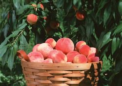 Персики в Беларуси в последние годы культивируются особенно активно