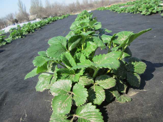 При выращивании садовой земляники мульчирование лучше всего осуществлять черным агроволокном с показателями плотности в 60 г/м кв
