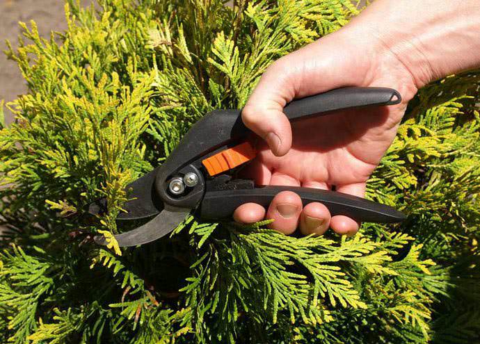 Можжевельник Минт Джулеп размножается методом черенкования