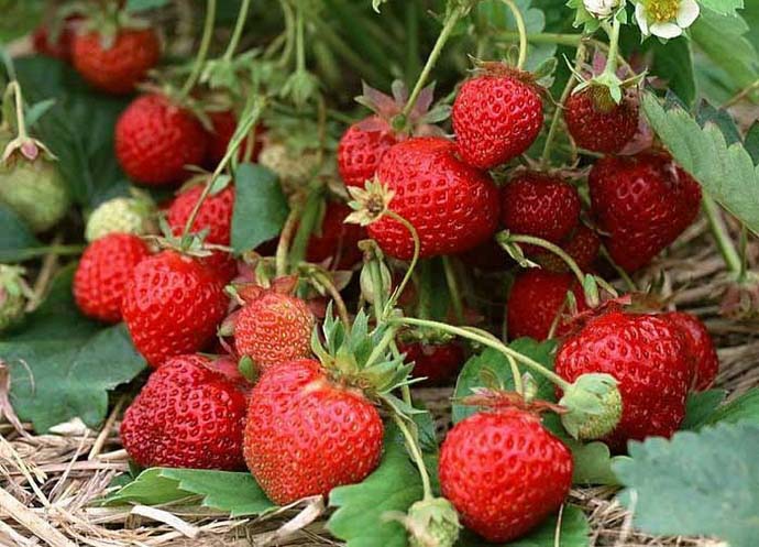 На начальной стадии вегетации ягоды сорта Гирлянда максимально крупные и овальные