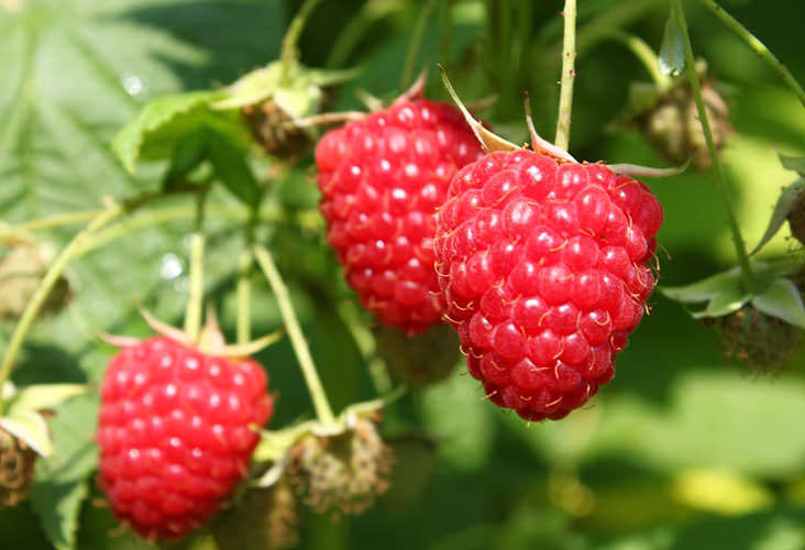 Ремонтантная малина сорта Химбо-Топ относится к сильнорослым ягодным растениям