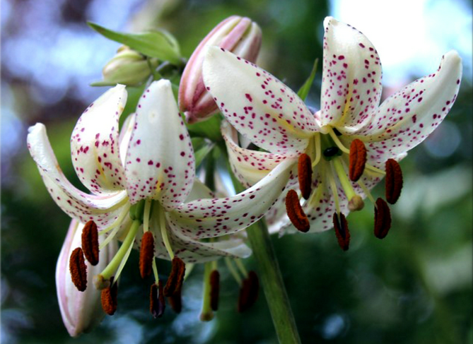 Лилия Мартагон – великолепное, яркое цветочное растение