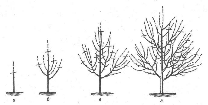 Груша сорта «Осенняя Яковлева» нуждается в своевременной обрезке ветвей с целью избежать загущения кроны