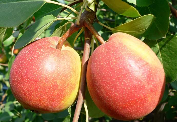 Плоды груши сорта «Красуля» полностью вызревают в первой декаде августа