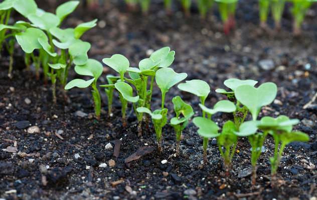 Редис «Селеста f1» очень хорошо способен плодоносить при выращивании на участках, представленных легкими супесчаными рыхлыми почвами