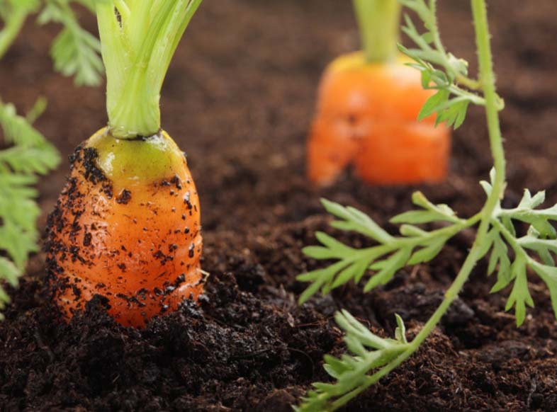 Подкармливать морковь Каротель следует исключительно минеральными удобрениями