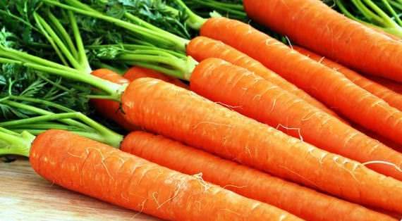 Морковь Амстердамская является достаточно популярной