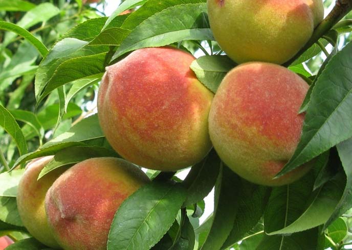 Сорт персика «Киевский ранний» рекомендован для выращивания в средней полосе России