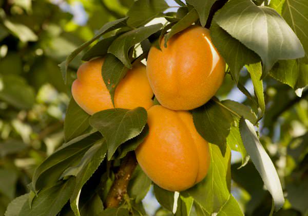 Гибриды абрикоса на сегодняшний день являются экзотикой