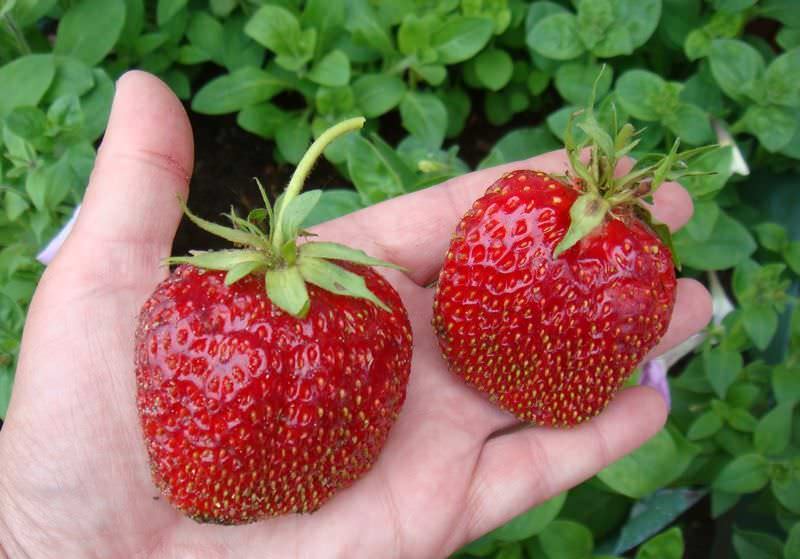 Сорт земляники Максим – разновидность, отличающаяся большими по размеру ягодами и отменным урожаем