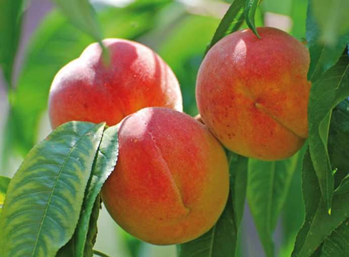 Персик «Кардинал» отличается ежегодной урожайностью