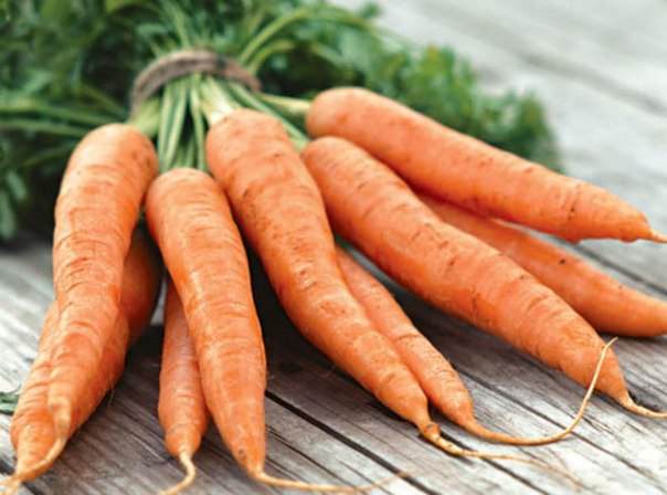 Морковь Амстердамская — раннеспелый сорт польской селекции, предназначенный для получения ранней пучковой продукции