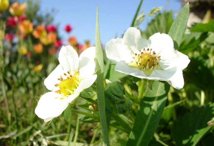 C первых дней мая можно наблюдать белоснежное цветение клубники Клери