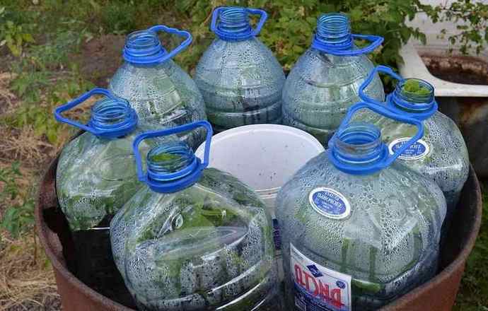 Выращивание огурцов в пятилитровых бутылках: преимущества, подготовкапочвы, емкостей, правила посадки, уход на балконе, в теплице